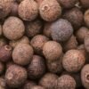 Allspice