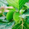 Breadfruit