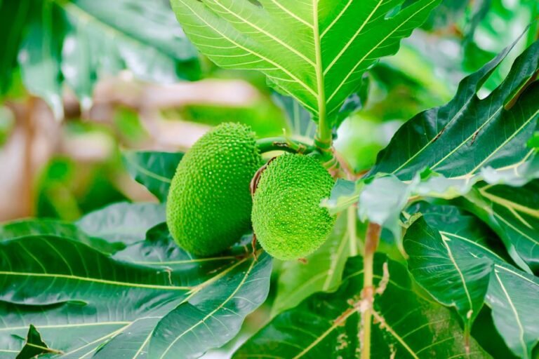 Breadfruit