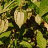 Cape Gooseberry