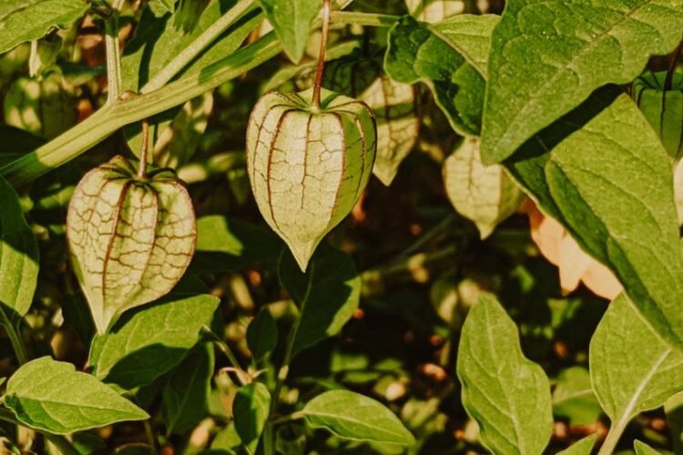 Cape Gooseberry