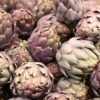 Cardoon