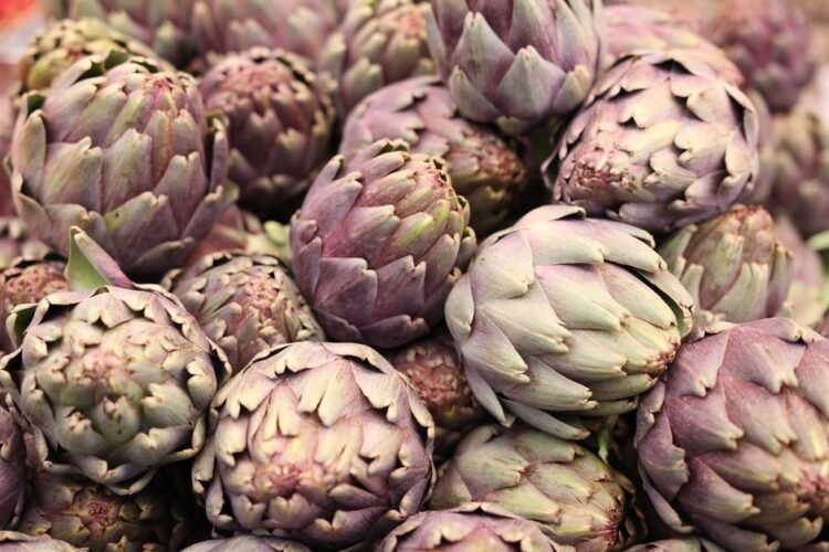 Cardoon