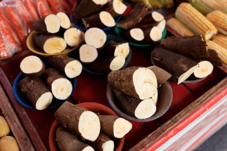 Cassava