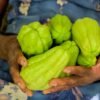 Chayote