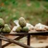 Cherimoya