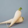 Daikon Radish