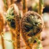Fiddlehead Fern