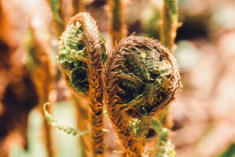 Fiddlehead Fern