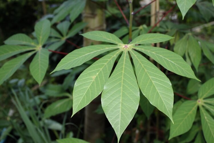 Ivorian Fermented Cassava with Grilled Fish