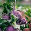 Kohlrabi