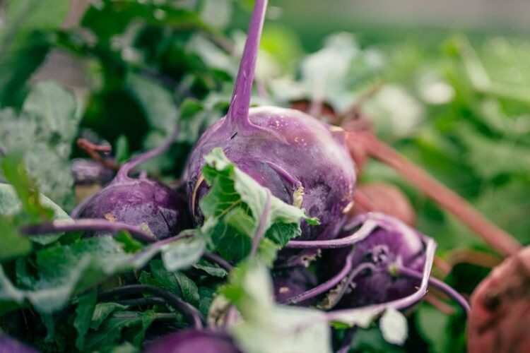 Kohlrabi