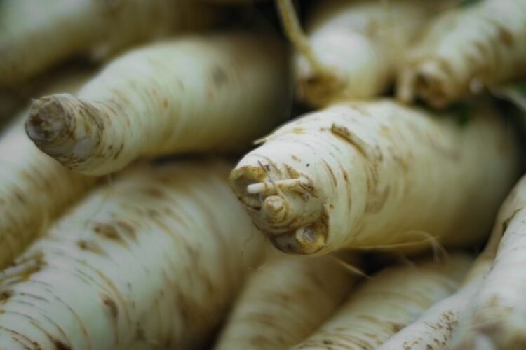Parsnip