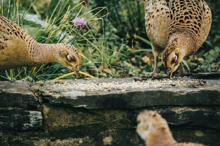 Pheasant