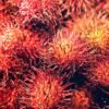Rambutan