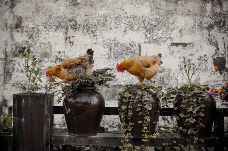 Three-Cup Chicken