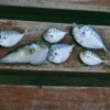 Barbados Flying Fish with Cou Cou and Pepper Sauce