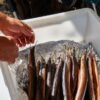 Belgian Eel in Green Herb Sauce