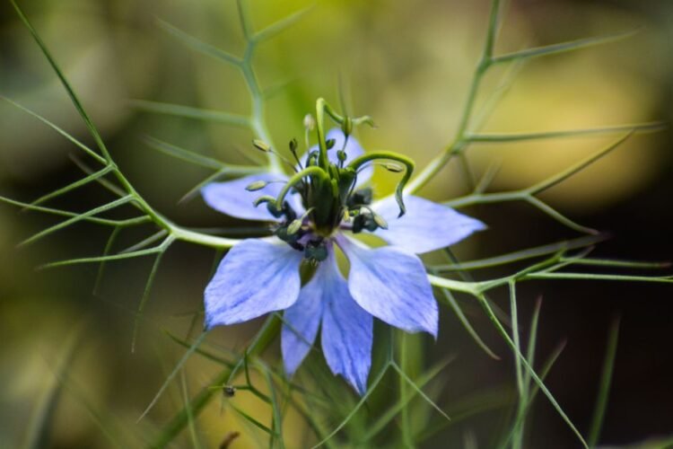 Black Cumin (Nigella)