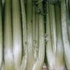 Celery