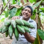 Honduran Fried Sweet Plantains