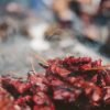Honduran-Style Grilled Pork Skewers with Cabbage Slaw