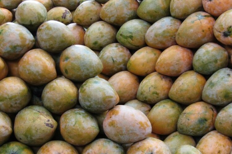 Indian Mango Leather Snack