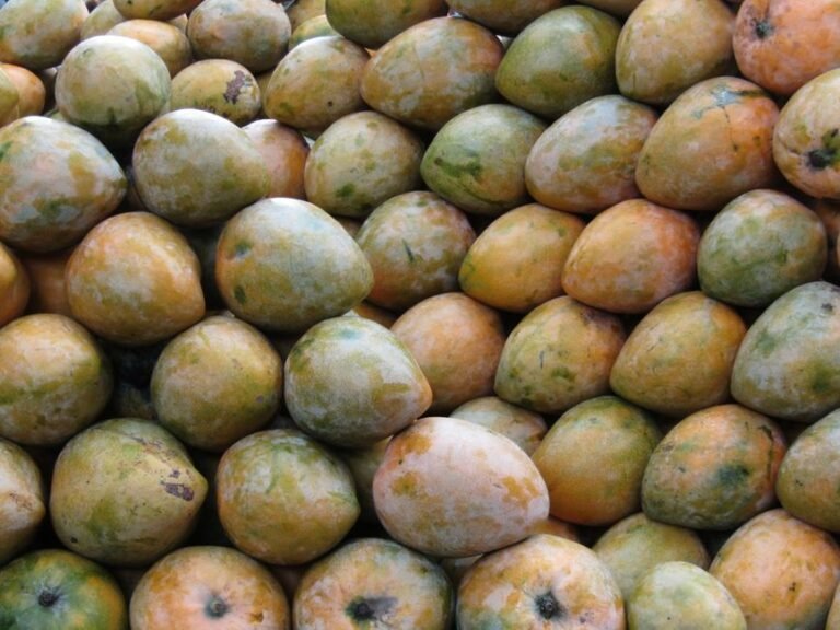 Indian Mango Leather Snack