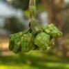 Indonesian Bamboo Tube Steamed Rice Cakes with Palm Sugar
