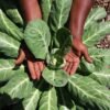 Liberian Style Collard Greens with Smoked Fish