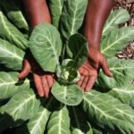 Liberian Style Collard Greens with Smoked Fish