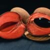 Lucuma