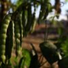 Malawi Pounded Cassava with Spiced Bean Stew