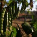 Malawi Pounded Cassava with Spiced Bean Stew