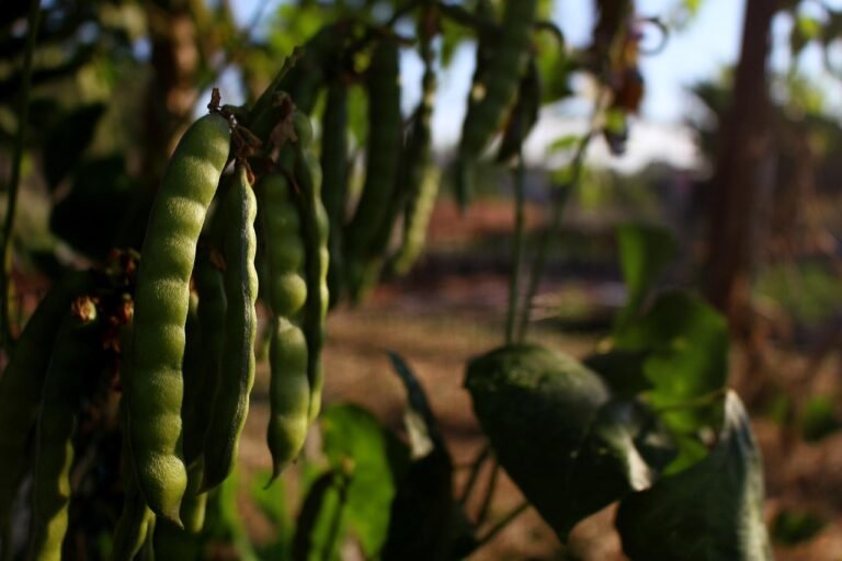 Malawi Pounded Cassava with Spiced Bean Stew