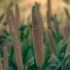 Millet
