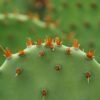 Nopal (Cactus Pad)