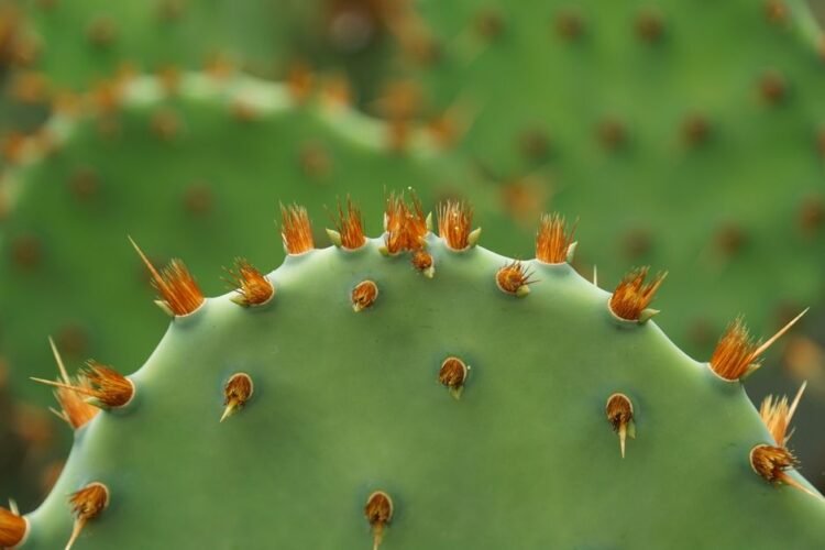 Nopal (Cactus Pad)