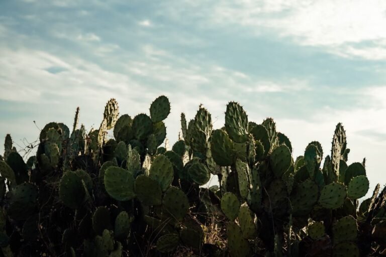 Nopales (Cactus Paddle)