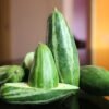Pointed Gourd