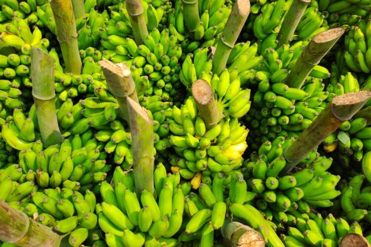 Puerto Rican Green Plantain and Pork Tamales