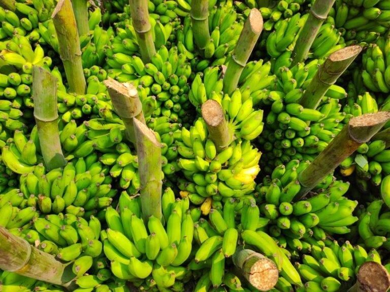 Puerto Rican Green Plantain and Pork Tamales