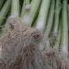 Ramps (Wild Leek)
