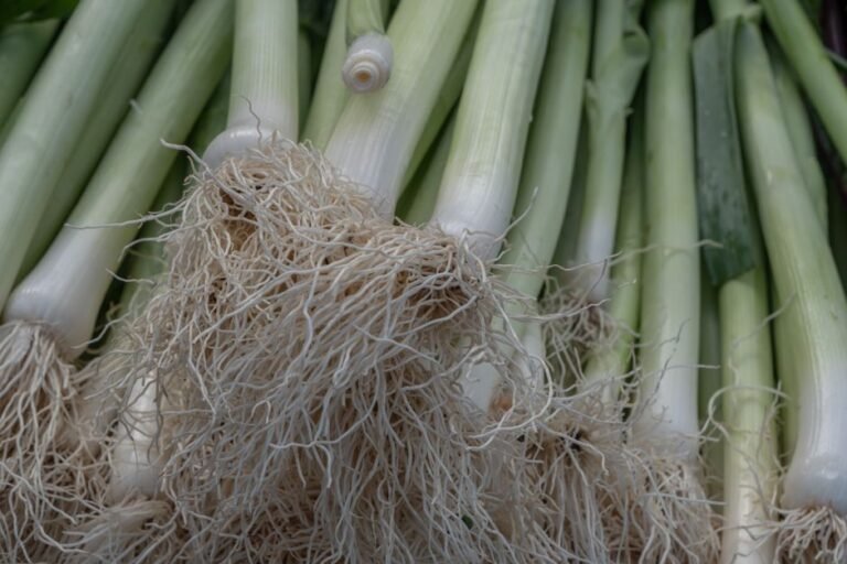 Ramps (Wild Leek)