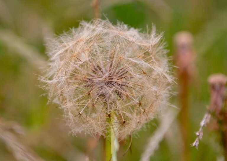 Scorzonera (Black Salsify)