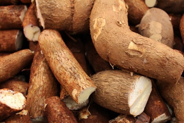 Togo Style Steamed Cassava Grains