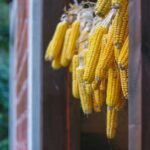 Traditional Bolivian Fermented Corn Beer