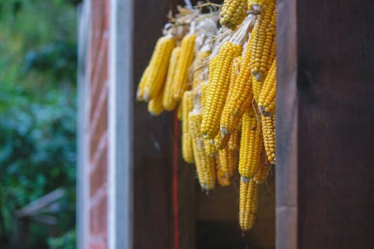 Traditional Bolivian Fermented Corn Beer