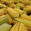 Traditional Mexican Nixtamal Corn for Fresh Masa