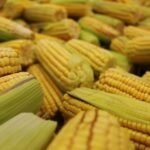 Traditional Mexican Nixtamal Corn for Fresh Masa